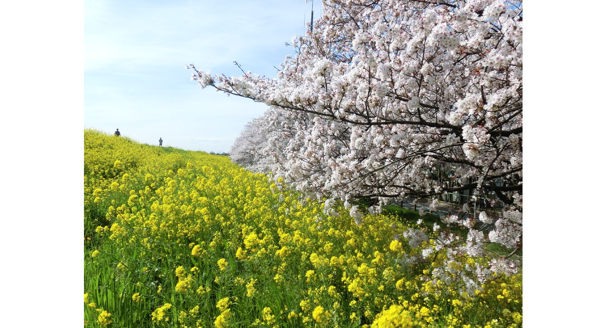 桜土手