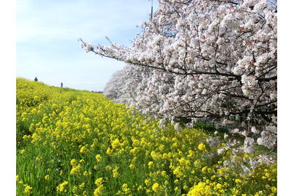 桜土手