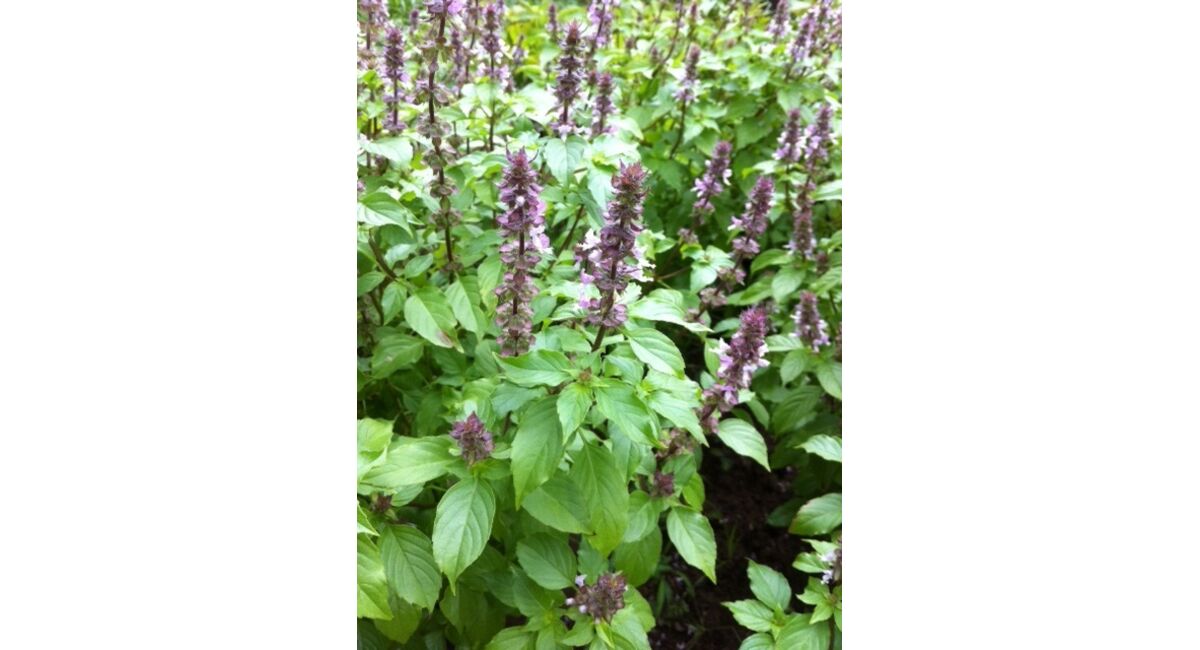 Tulsi