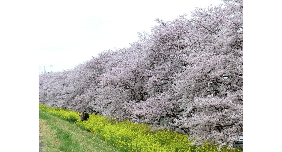 桜