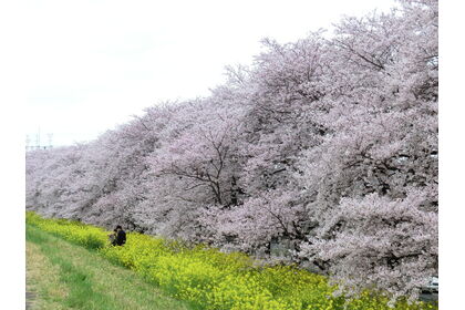 桜