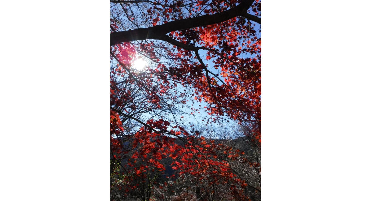 紅葉